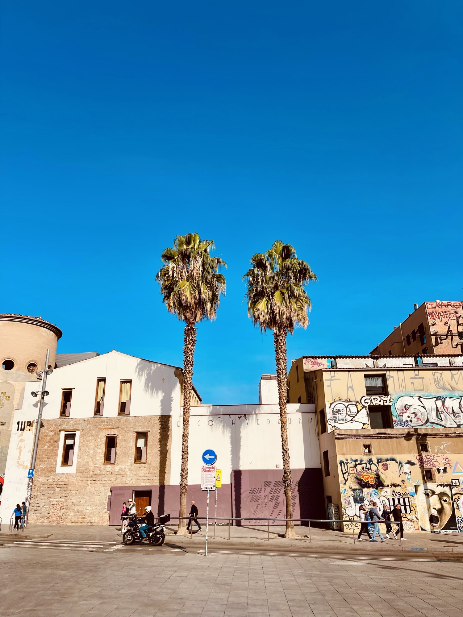 Palm trees in Barcelona
